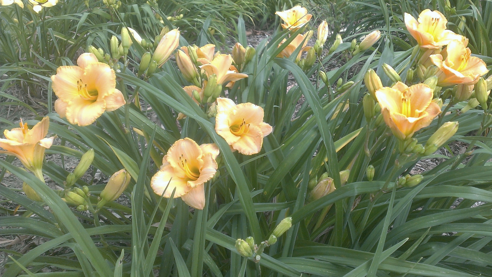 Daylily